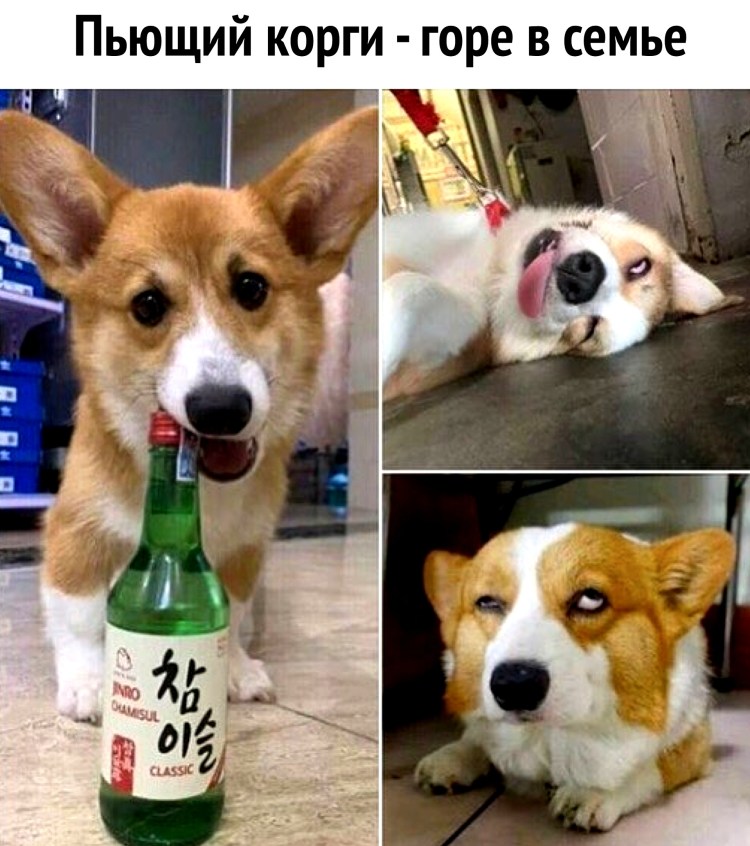 Пьющий корги горе в семье