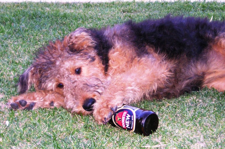 Животные с вином