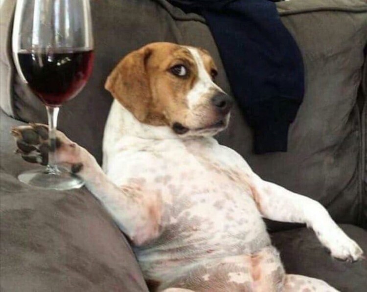 Собака и бутылка