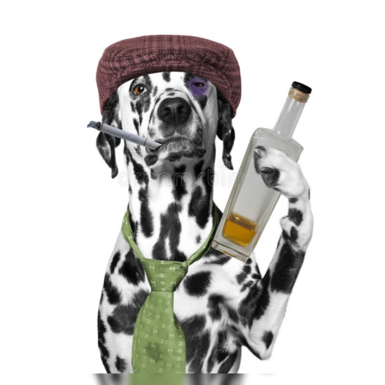 Собака с вином