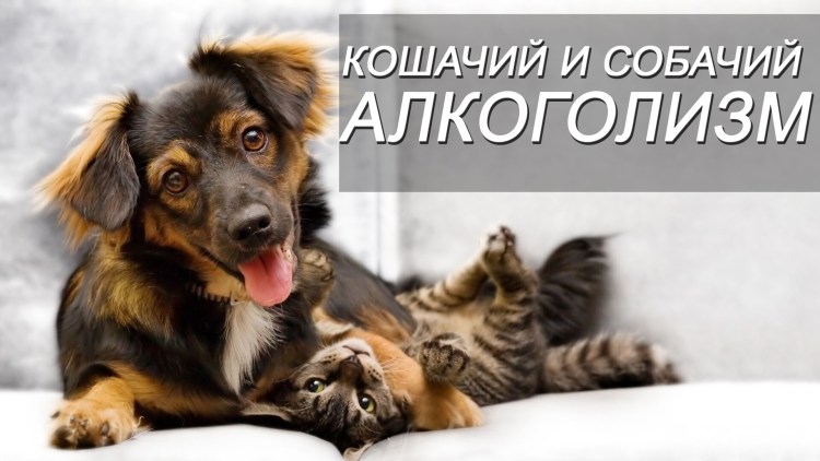 Толстая собака с пивом