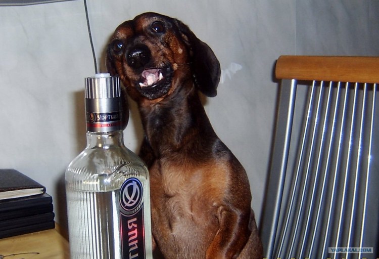 Собака бухает