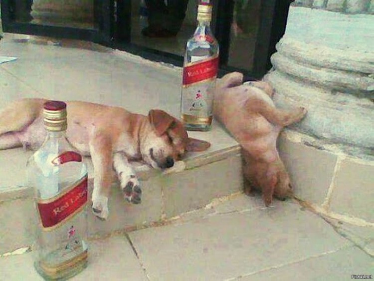 Виски Джек Рассел