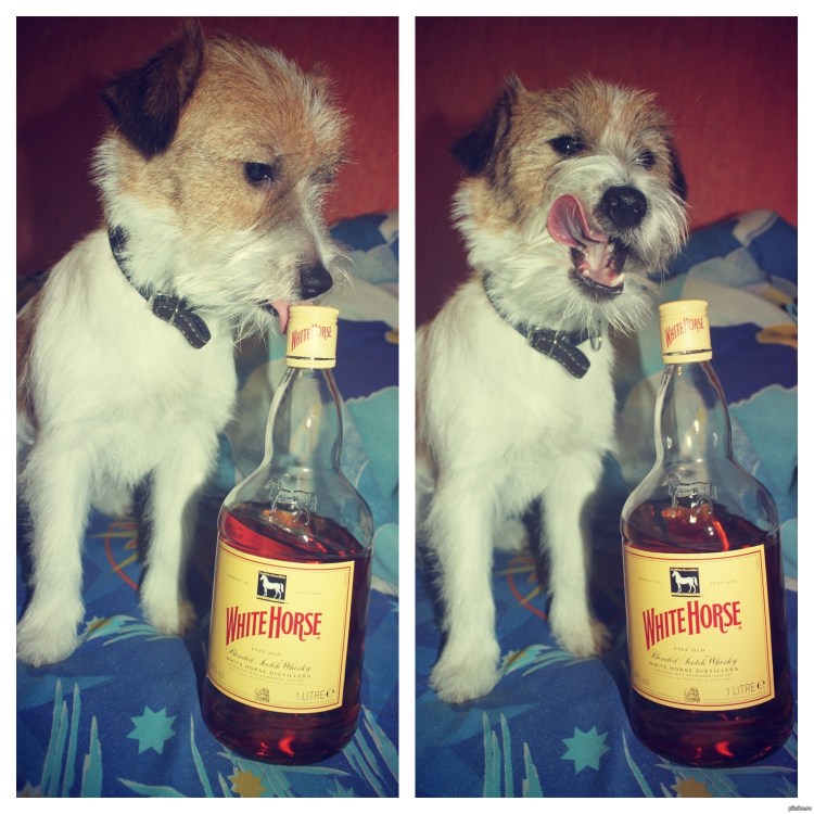 Курящий пес