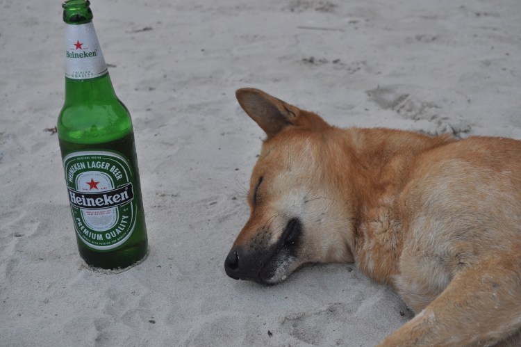 Собака с водкой