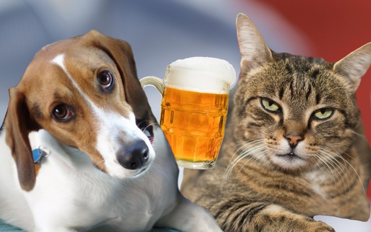 Собака с бокалом