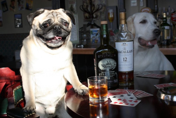 Мопс с бутылкой пива