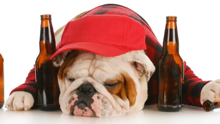 Собаку чпокает