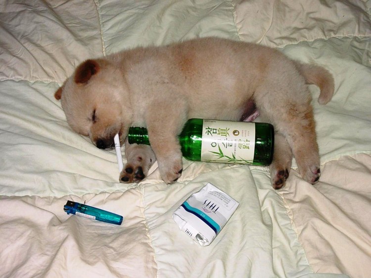 Белая собака на спиртном