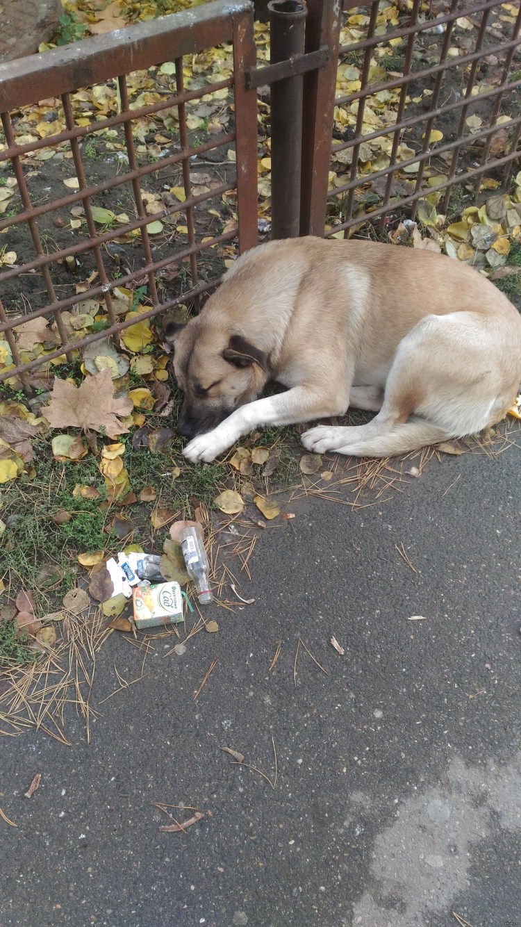 BREWDOG пиво для собак