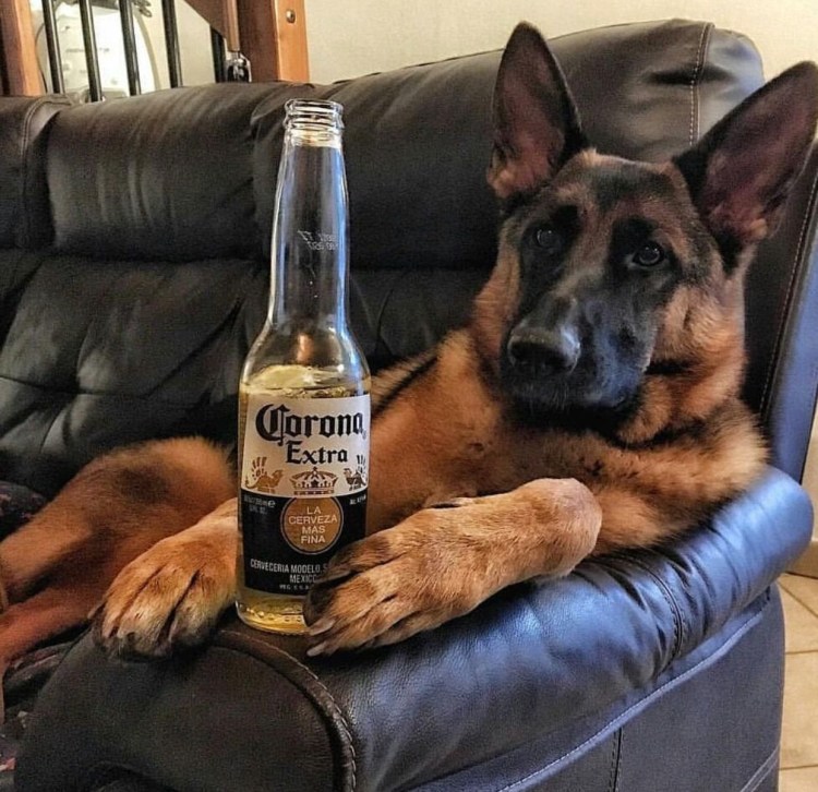 Пивная собака