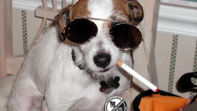 Собака УБИВАКА