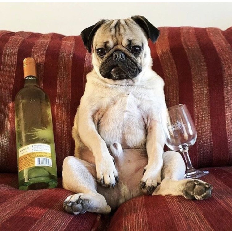 Немецкая овчарка с пивом