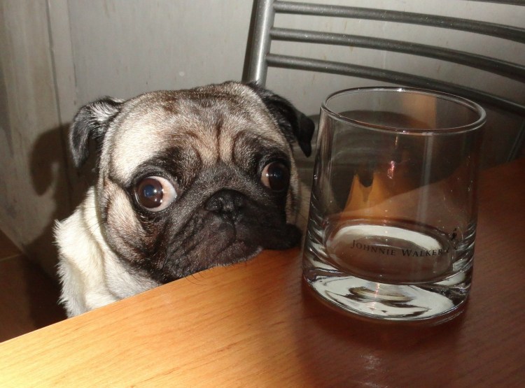 Пиво для собак