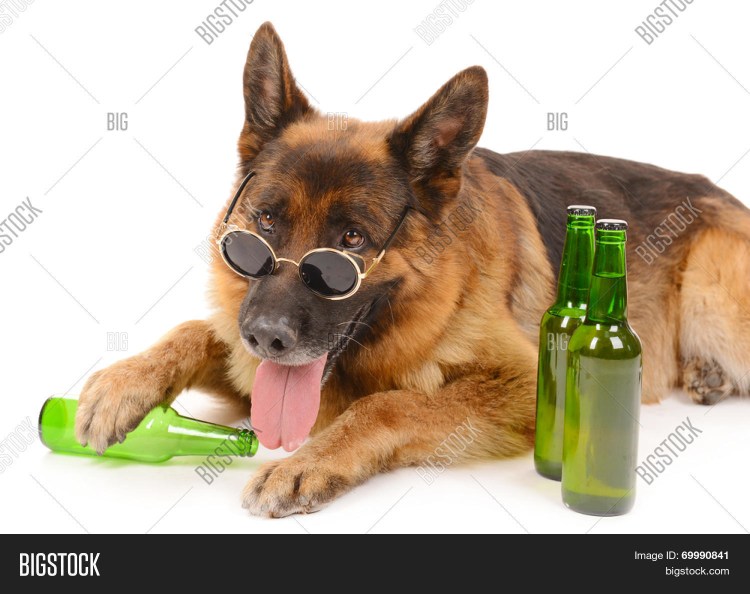 Собака алкоголизм кошка
