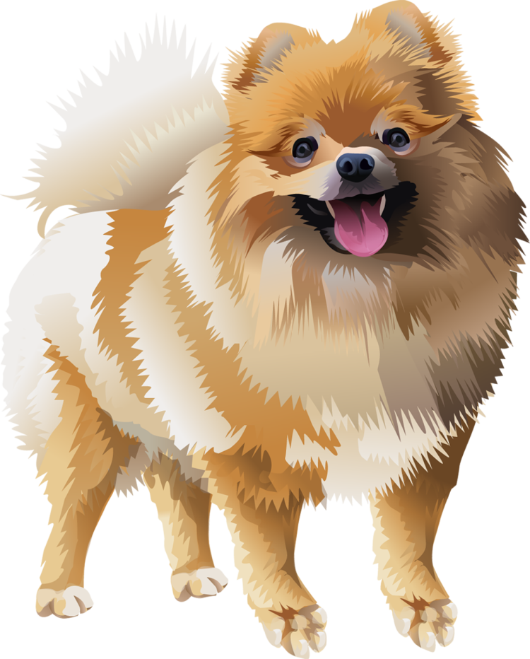 Шпиц референс