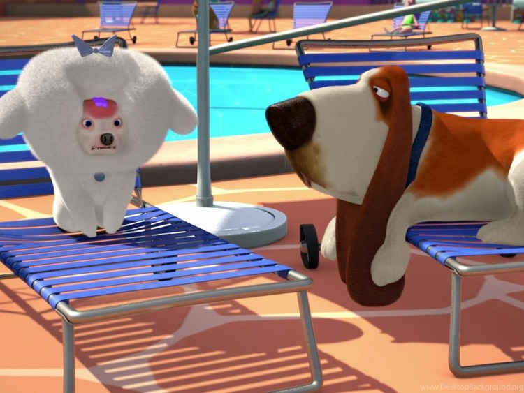 Померанский шпиц на прозрачном фоне