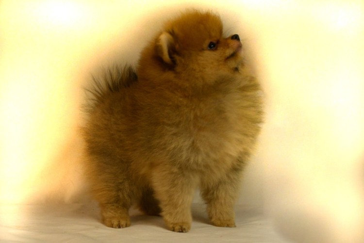 Живопись по номерам Шпицы