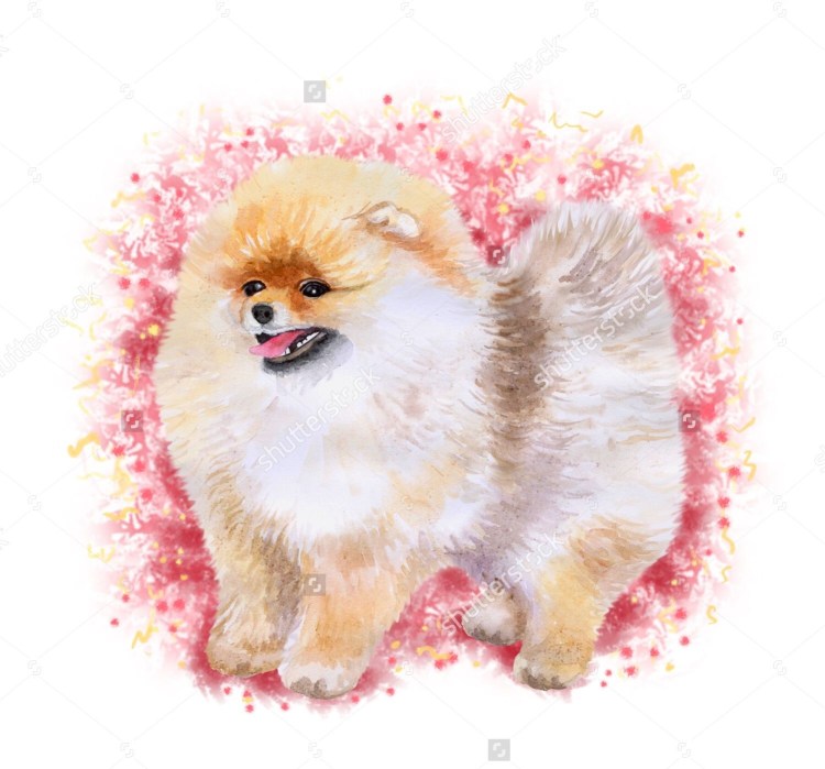 Арт шпица морды