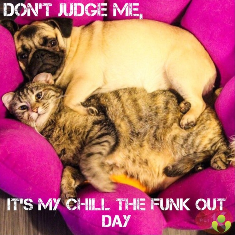 Мопс и кошка