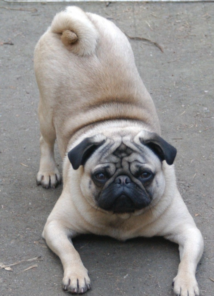 Тибетский Мопс