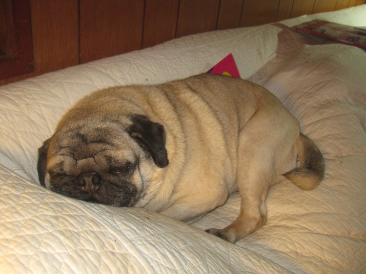 Толстый Мопс