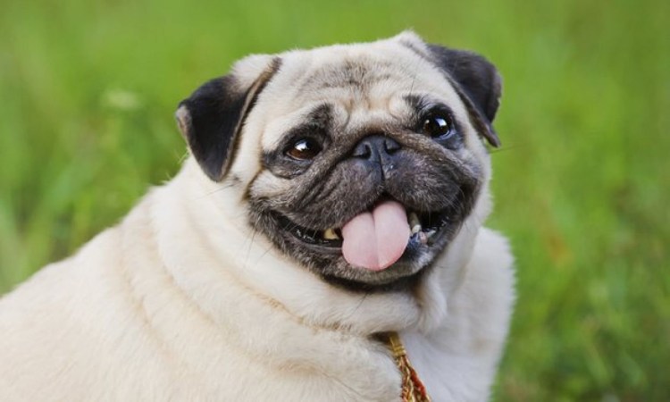 Радостный Мопс