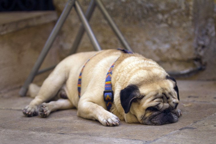 Бойцовский Мопс