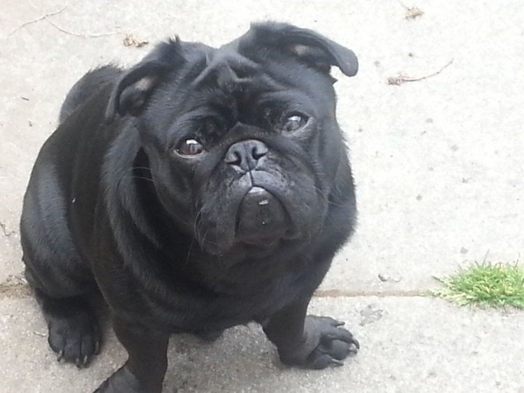 Мопс чёрны1