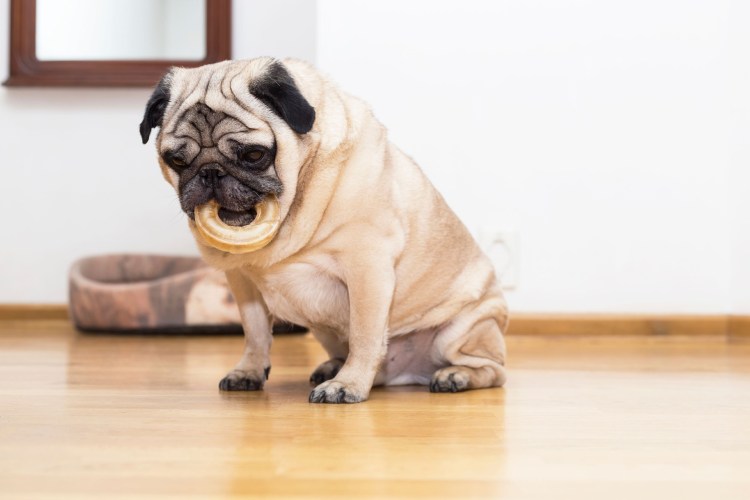 Круглый Мопс