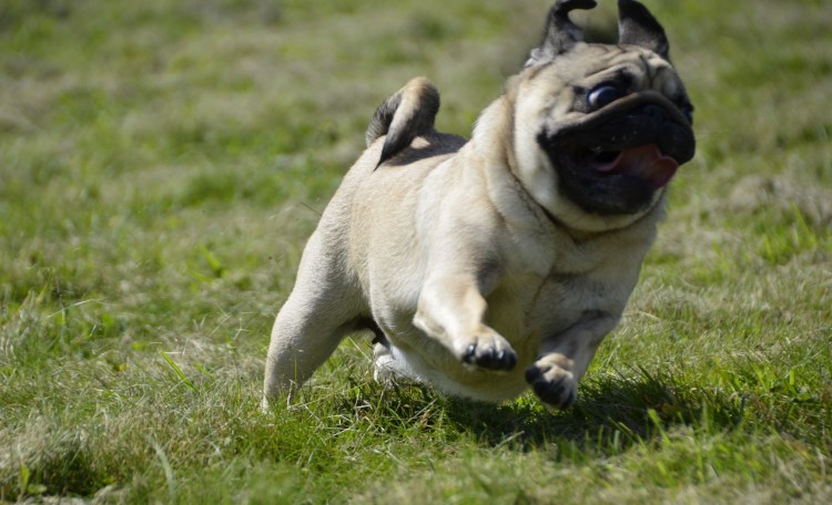 Жирный Мопс