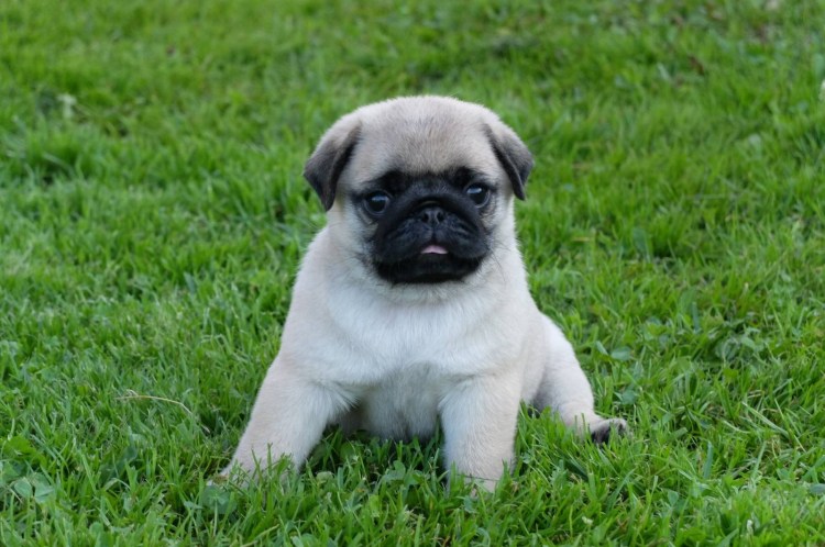 Мопс маленький