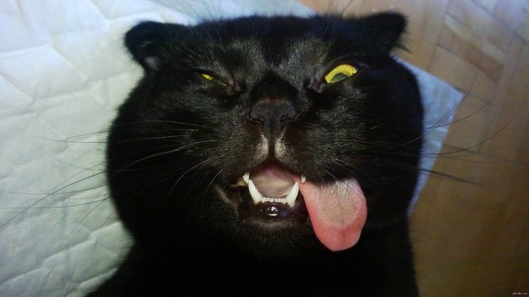 Обкуренный кот