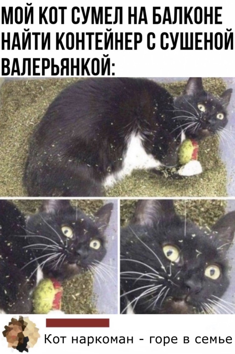 Мемы с котами и валерьянкой