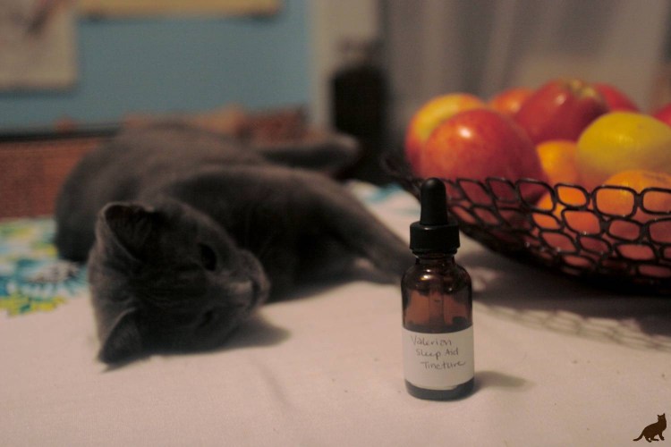 Кот и валериана