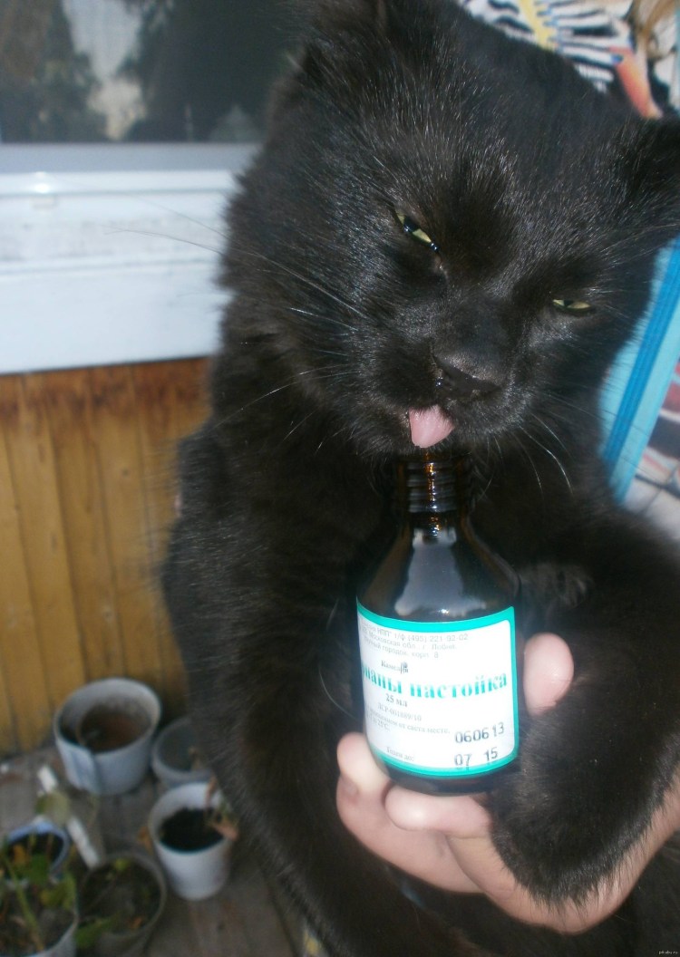 Кот с мятой