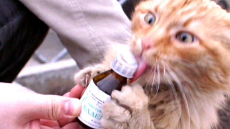 Кот и валерьянка