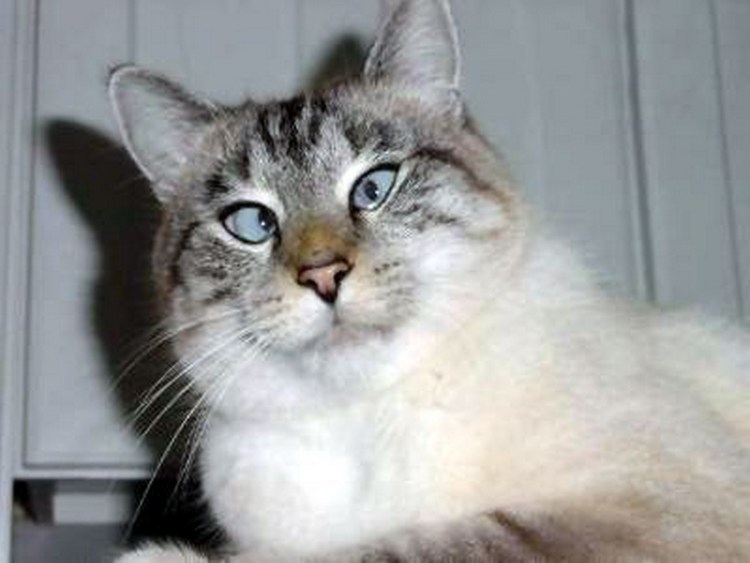 Коты после валерьянки