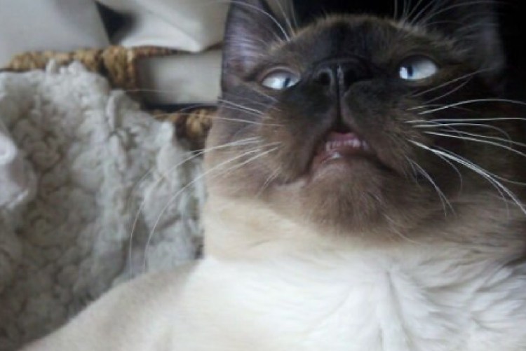 Коты после валерьянки