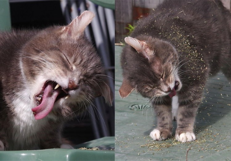 Коты под кошачьей мятой