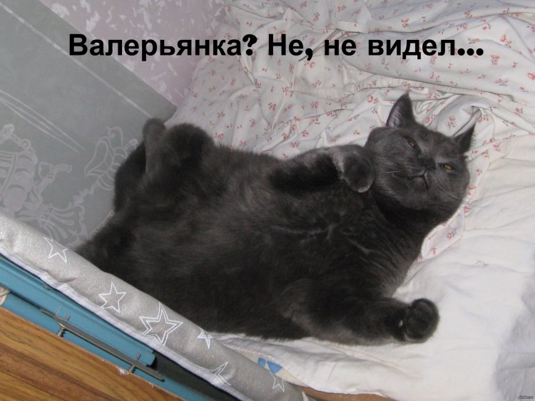 Коты и валерьянка Мем