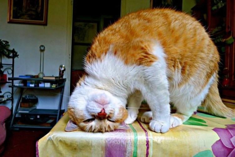 Кот под мятой