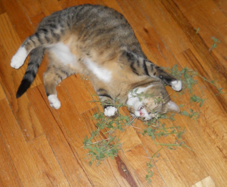 Кошка и Кошачья мята