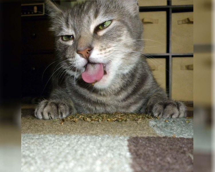 Кошачья мята приколы