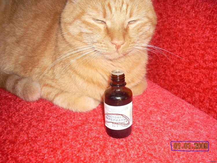Валерьянка для кошек