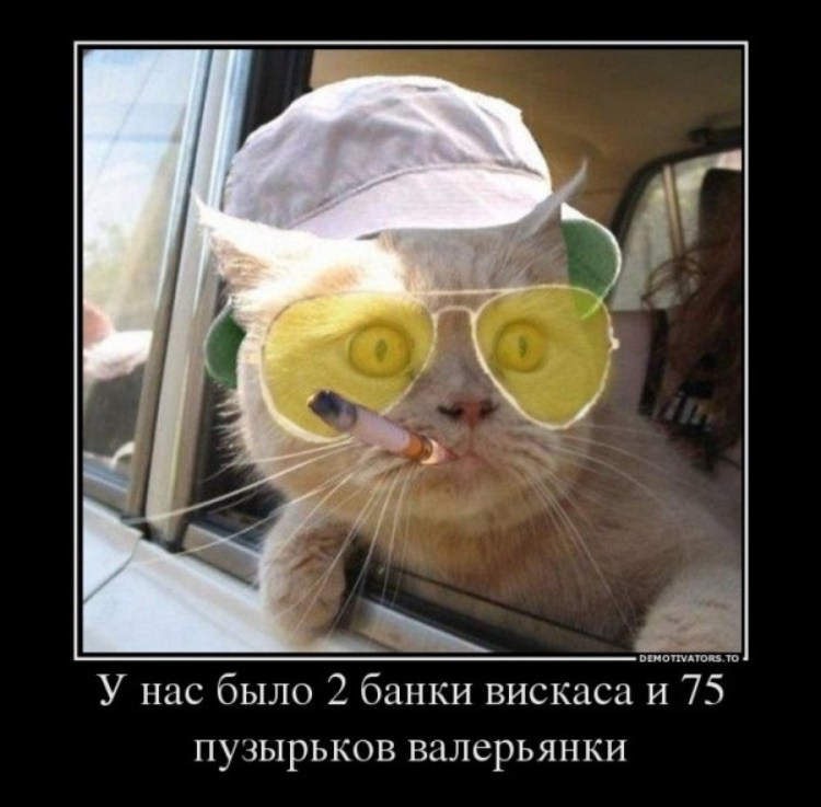 Кот с рюмкой