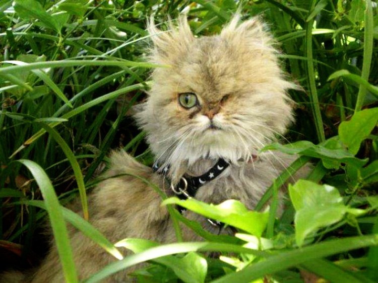 Доброе утро растрепанный кот