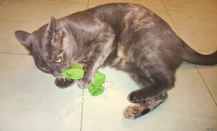 Кот после кошачьей мяты