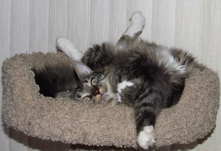 Коты под валерьянкой