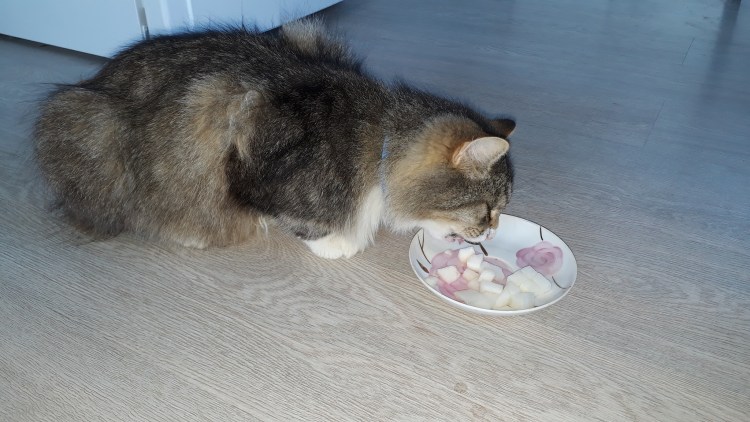 Котенокдоедает крошки